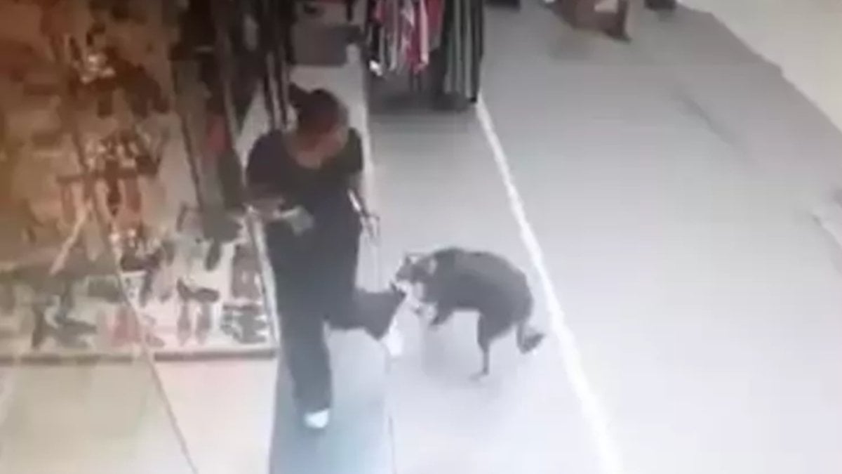 İstanbul Gaziosmanpaşa’da iş yerinden dışarı çıkan kadına sokak köpeği saldırdı